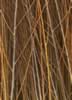 willow.jpg (64kb)